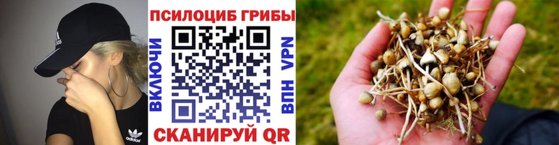 купить   Вольск  Псилоцибиновые грибы прущие грибы 